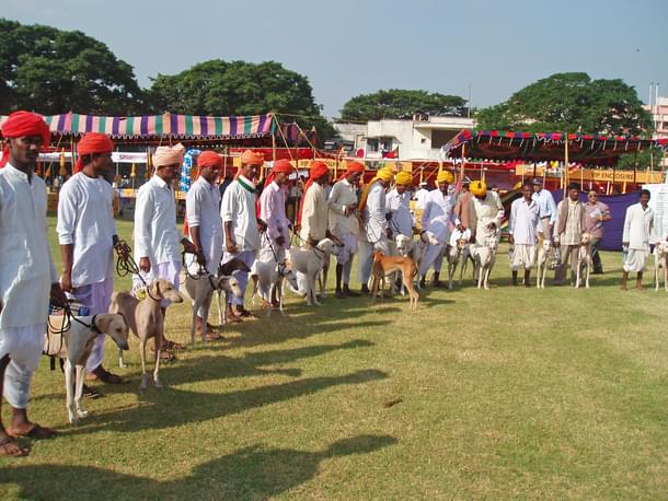 Mudhols from Bagalkot Research centre with their handlers